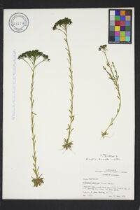 Polygala cymosa image