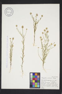 Polygala curtissii image