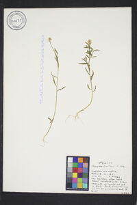 Polygala curtissii image