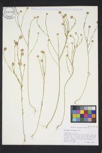 Polygala curtissii image