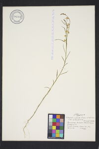 Asemeia grandiflora image