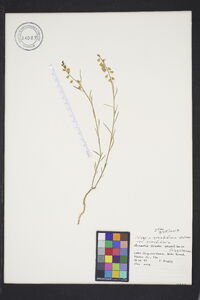 Asemeia grandiflora image