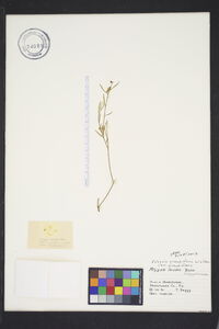 Asemeia grandiflora image