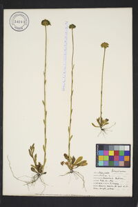 Polygala lutea image