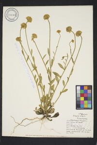 Polygala lutea image