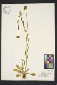 Polygala lutea image