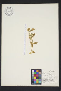 Polygala lutea image