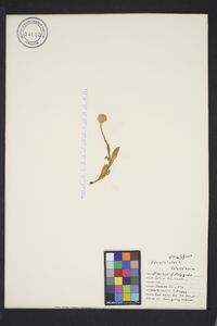 Polygala lutea image
