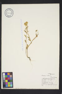 Polygala lutea image