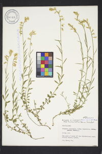 Polygala nicaeensis image