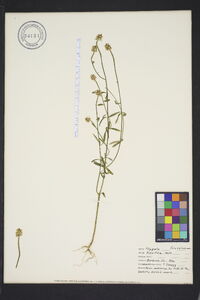 Polygala brevifolia image