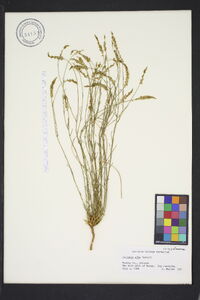 Polygala alba image