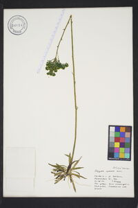 Polygala cymosa image