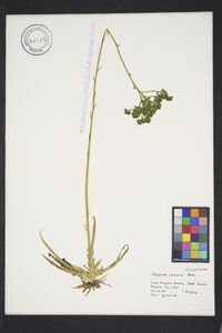 Polygala cymosa image