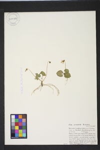 Polygala cymosa image