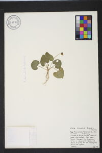 Viola hirsutula image