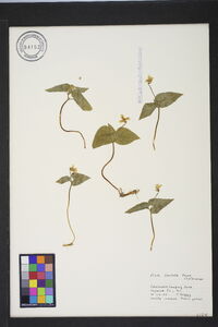 Viola hastata image