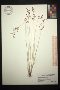 Juncus elliottii image