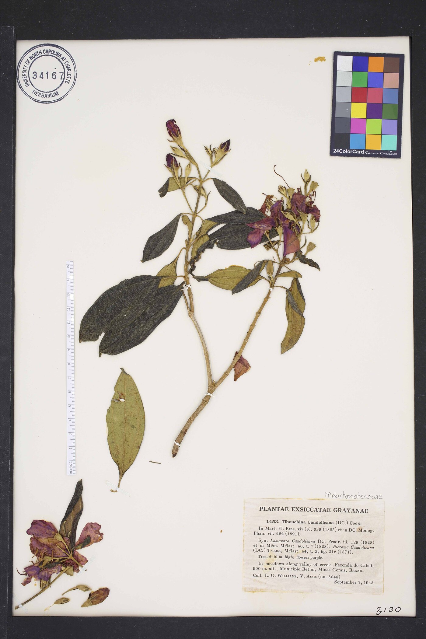 Pleroma candolleanum image