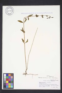 Rhexia mariana var. mariana image