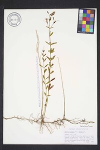 Rhexia mariana var. mariana image