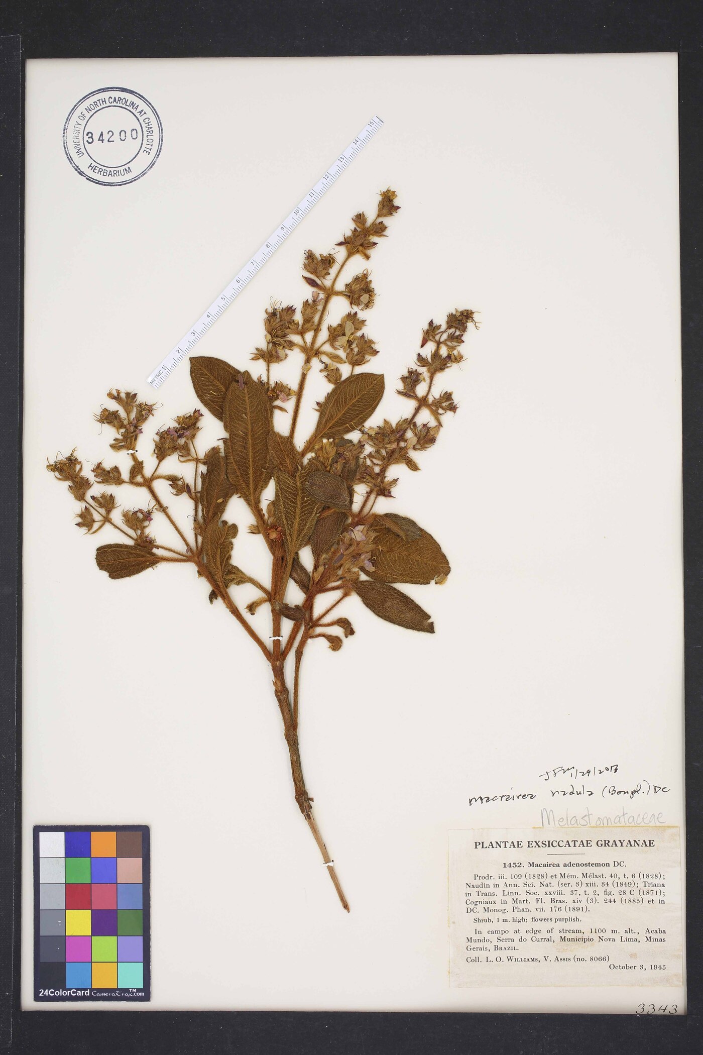 Macairea radula image