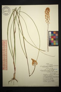 Stenanthium densum image