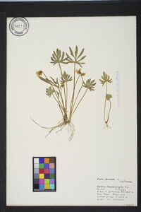 Viola palmata image