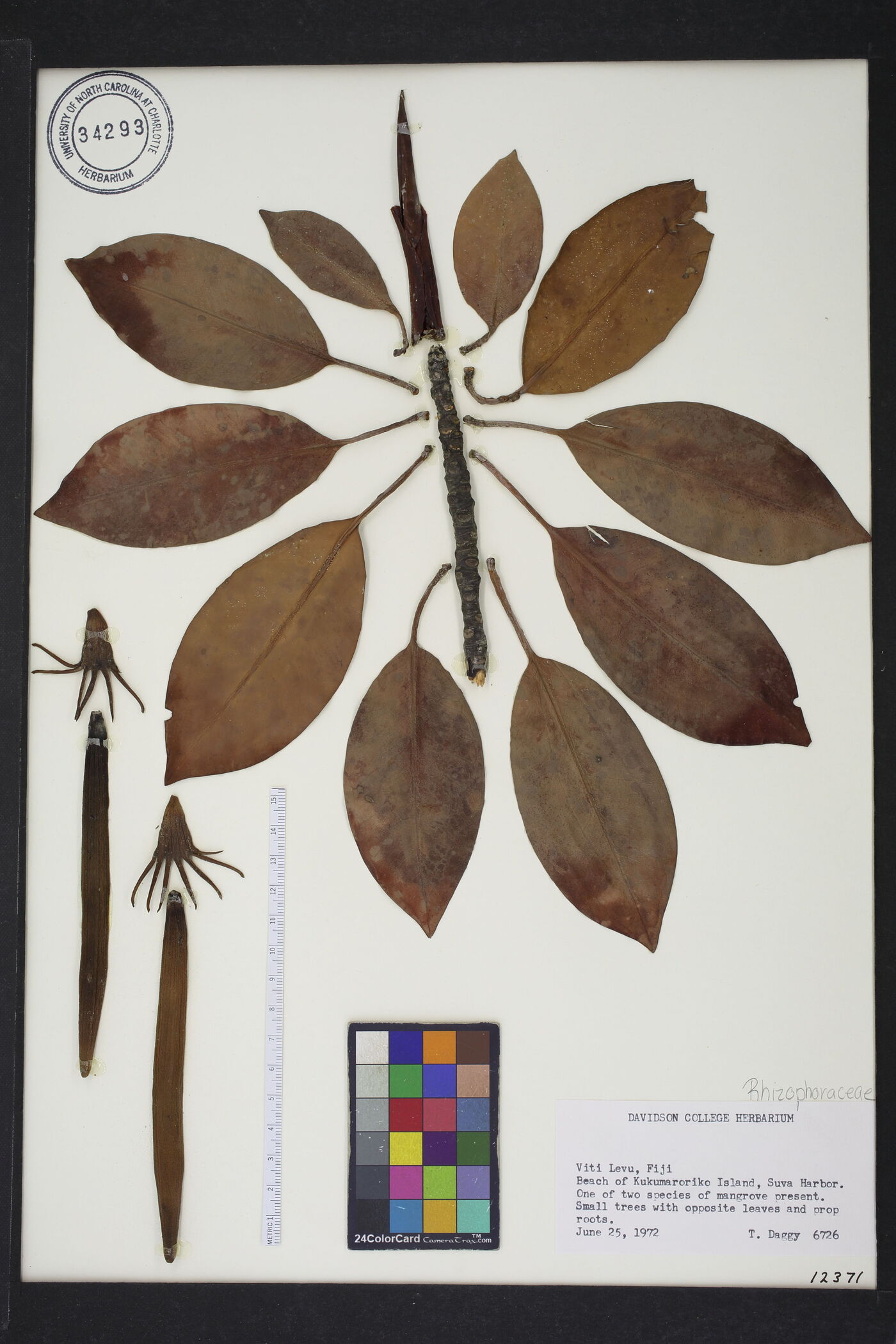 Bruguiera gymnorrhiza image