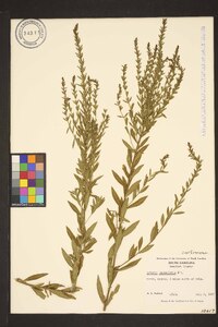 Lythrum lanceolatum image