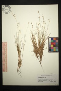 Juncus debilis image