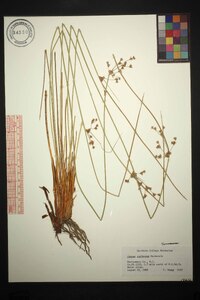 Juncus coriaceus image