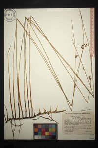 Juncus balticus subsp. littoralis image