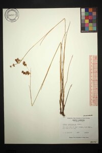 Juncus brachycarpus image