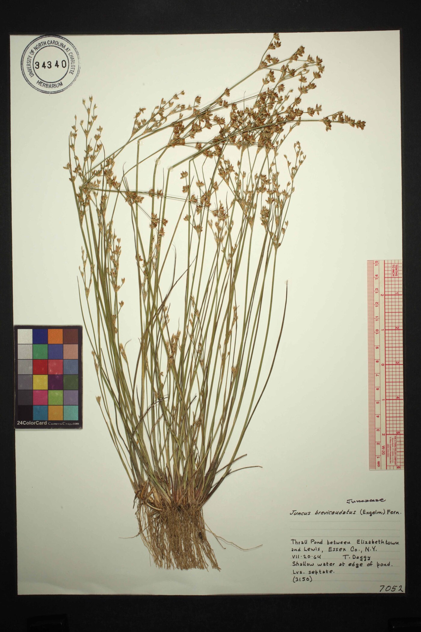 Juncus tweedyi image