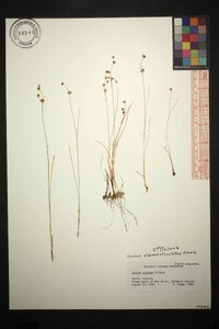 Juncus alpinoarticulatus image