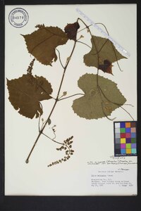 Vitis cinerea var. baileyana image