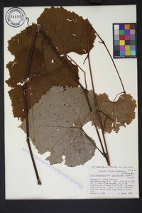 Vitis aestivalis var. bicolor image