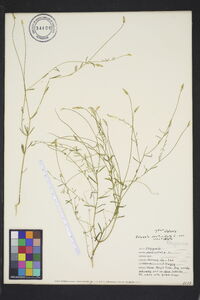 Polygala verticillata var. verticillata image