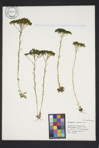 Polygala ramosa image