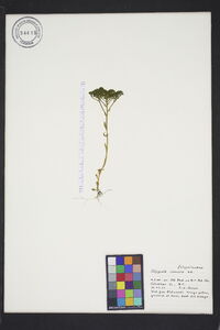 Polygala ramosa image