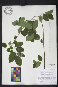Berchemia scandens image