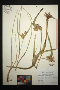 Tradescantia ohiensis image