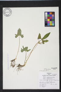 Viola palmata var. palmata image