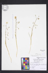 Claytonia virginica var. virginica image