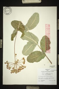 Asclepias amplexicaulis image