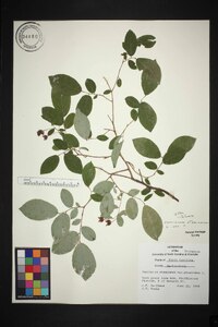 Vaccinium stamineum var. stamineum image