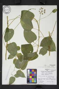 Smilax pulverulenta image