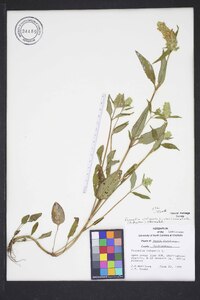 Prunella vulgaris subsp. lanceolata image
