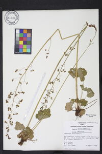 Heuchera americana image